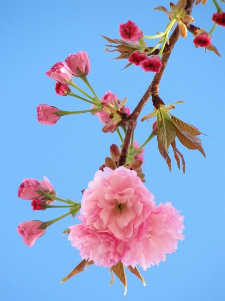 kwanzan flowering cherry tree pictures. Garders What Kind of tree is