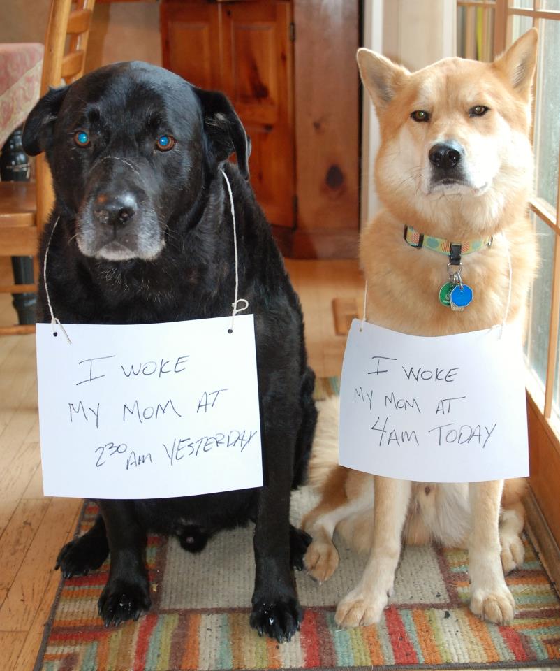dog_shame_2_4294.jpg