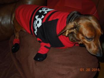 Wiener Dog got new boots &amp; sweater.jpg