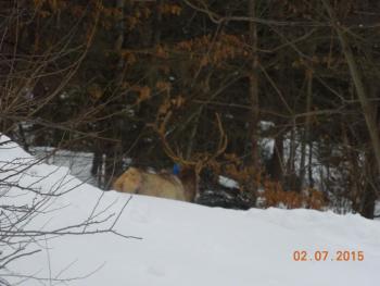 elk with childs swing around antlers 2.jpg