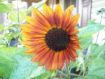 sunflower1_8576.jpg