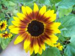 sunflower2_5923.jpg