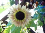sunflower3_2647.jpg