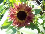sunflower5_7685.jpg