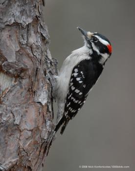 downy woodpecker.jpg