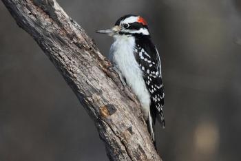 hairy woodpecker.jpg
