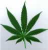 cannabis_leaf_2859.jpg