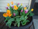 tulips_1_9673.jpg