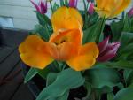 tulips_2_9566.jpg