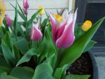 tulips_3_7450.jpg