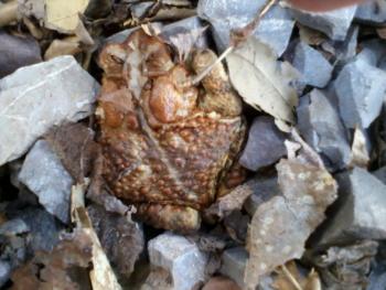 brown toad.jpg