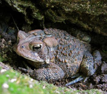 toad-2.jpg