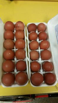 PA eggs.jpg