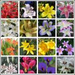 lily_collection_392.jpg