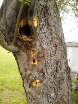 woodpecker holes.jpg
