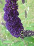 purple_butterfly_bush_828.jpg