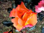 mothers_day_roses_2_6825.jpg
