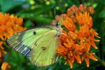 butterfly_weed_with_sulphur_2685.jpg