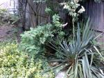 yucca_and_not_sure_6760.jpg