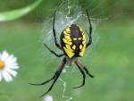 spider__black_and_yellow_argiope_5171.jpg