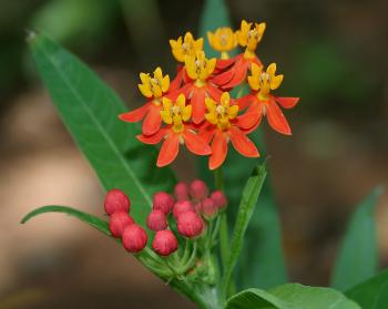 Asclepias_curassavica_(Mexican_Butterfly_Weed)_W_IMG_1570.jpg