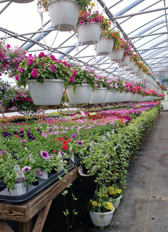 The Amish Greenhouse Is Open! Message Place