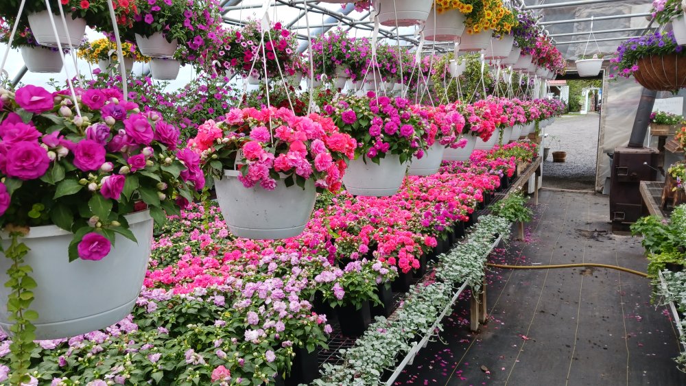 The Amish Greenhouse Is Open! Message Place