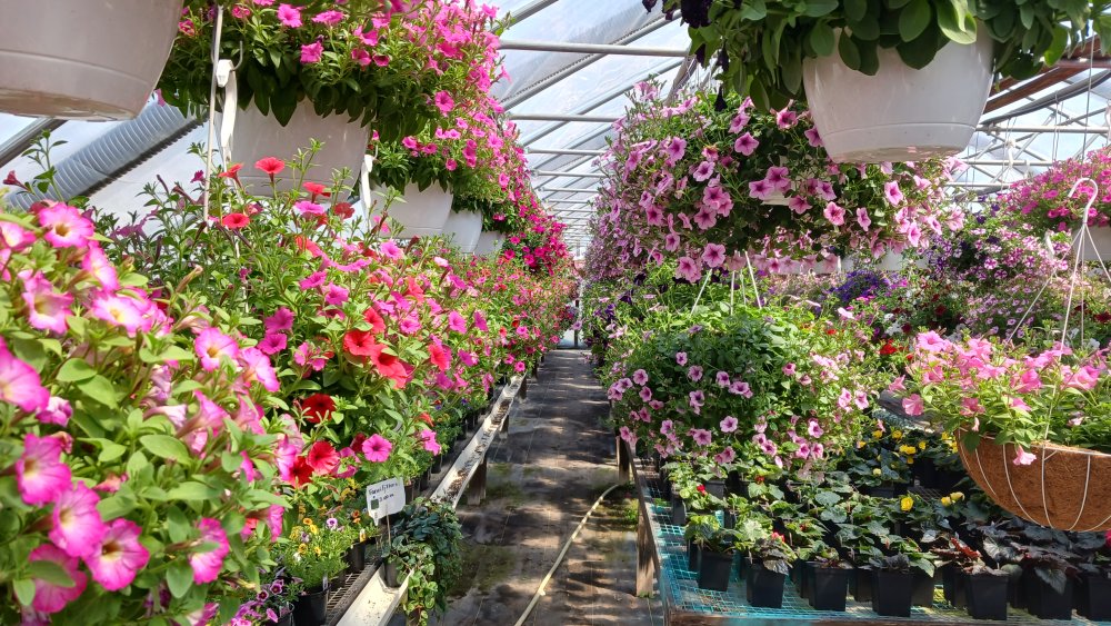 The Amish Greenhouse Is Open! Message Place